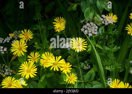 Leoparden-Fluch (doronicum plantagineum) blüht im Sommer, East Yorkshire, UK, GB., England, UK, GB. Stockfoto