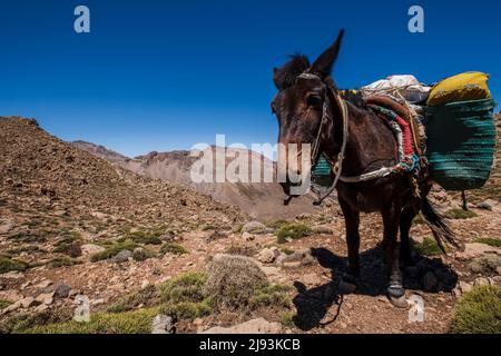 Porter Maultier auf dem Pass, Timaratine, MGun Trek, Atlas Gebirge, marokko, Afrika Stockfoto