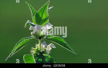 Junge Brennnessel in voller Blüte, unscharfer grüner natürlicher Hintergrund. Speicherplatz kopieren . Stockfoto