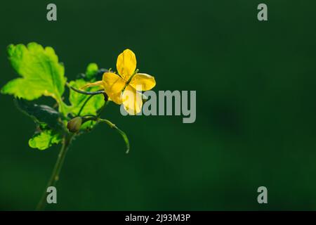 Größeres Zölidin (Chelidonium majus, Tetterwort, Nipplewort oder Schwalbenkraut) Kopieren Sie Leerzeichen für Text. Stockfoto