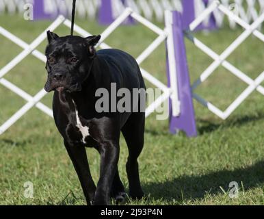 Cane Corso läuft im Hundeschauring Stockfoto