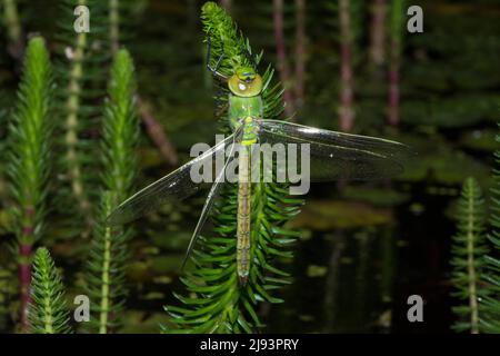 Kaiser Libelle, Anax Imperator, aus Larven Fall in der Nacht, wird nicht gut entwickeln, Flügel beschädigt, erfolglose Metamorphose, Mai, Großbritannien Stockfoto