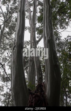 Vier glänzende, feuchte Stämme überfluteten Zahnfleisches (Rosengummi, Eukalyptus grandis), nebliger, feuchter subtropischer Regenwald im Tiefland, Tamborine Mountain, Australien. Stockfoto