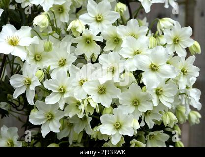 Nahaufnahme der weißen Blüten der Clematis Avalanche. Stockfoto
