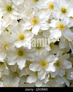 Nahaufnahme der weißen Blüten der Clematis Avalanche. Stockfoto