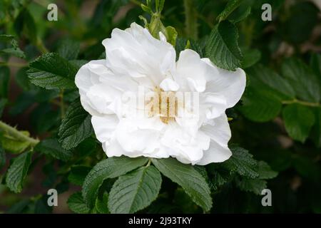 Rosa Blanc double de Coubert Rosa Blanche double de Coubert große weiße Doppelblüten Rugosa Rose Stockfoto