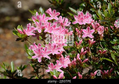 Rhododendron Kermesina Rose Fülle von rosa Blüten mit weißem Rand im Frühjahr Stockfoto