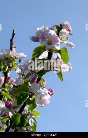 Apfelbaum mit Frühlingsblüten aus weißen und rosafarbenen Blüten vor blauem Himmel Stockfoto