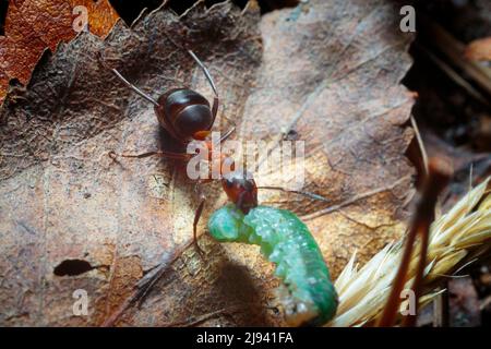 Formica Ameise arbeitet im Frühling Stockfoto