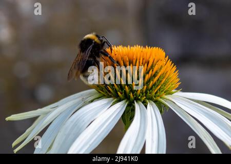 Bestäubung einer weißen Blütenkoneblume (Echinacea purpurea) durch eine Biene (APIs) im Sommer in Deutschland, Makro- und selektiver Fokus. Biodiversität Stockfoto
