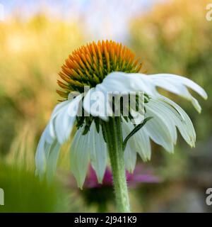 Weiße Kegelblume (Echinacea purpurea) auch als weißer Schwan bezeichnet, im Sommer vor grünem Hintergrund, Makro- und selektiver Fokus Stockfoto