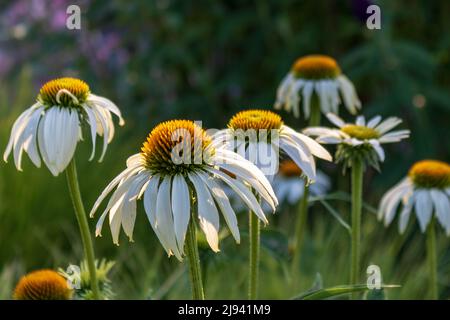 Feld der weißen Blütenkoneblume (Echinacea purea) vor grünem Hintergrund im Sommer, Nahaufnahme Stockfoto