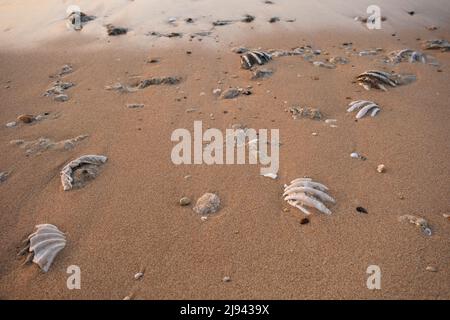 Versteinerte tridacna Muschel an einem Korallen-Sandstrand in der Surfzone. Rotes Meer, Ägypten Stockfoto