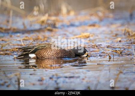 Eine Blue Winged Teal Ente, die ich im Morgengrauen von meinem Kajak aus im Sumpf auf unserem Grundstück im ländlichen Door County Wisconsin fotografierte. Stockfoto