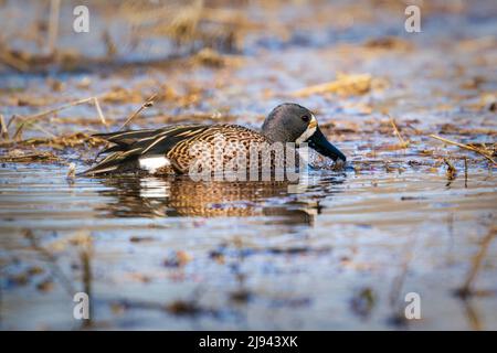 Eine Blue Winged Teal Ente, die ich im Morgengrauen von meinem Kajak aus im Sumpf auf unserem Grundstück im ländlichen Door County Wisconsin fotografierte. Stockfoto