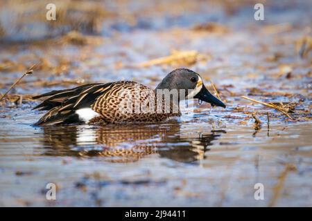 Eine Blue Winged Teal Ente, die ich im Morgengrauen von meinem Kajak aus im Sumpf auf unserem Grundstück im ländlichen Door County Wisconsin fotografierte. Stockfoto