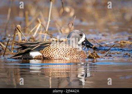 Eine Blue Winged Teal Ente, die ich im Morgengrauen von meinem Kajak aus im Sumpf auf unserem Grundstück im ländlichen Door County Wisconsin fotografierte. Stockfoto