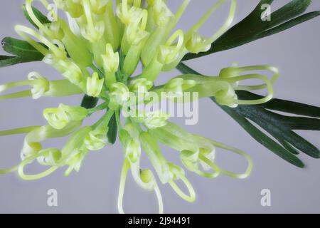 Grevillea Lemon Supreme (Grevillea thelemanniana x Grevillea olivacea) in Blüte Stockfoto