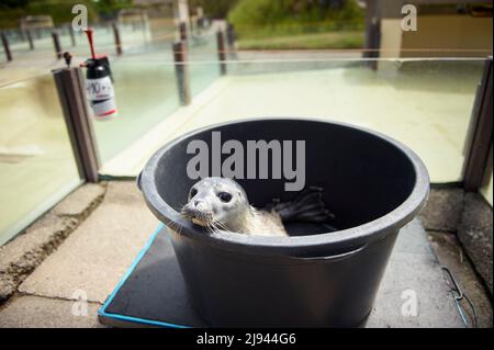 Friedrichskoog, Deutschland. 20.. Mai 2022. Seal 'Meike' wird in einer schwarzen Kunststoffwanne gewogen, bevor sie in eines der Freibäder des Seal Sanctuary Friedrichskoog freigesetzt wird. Diese jungen Robben werden Heuller genannt, weil sie ohne Eltern am Strand gefunden werden. Sie werden dann im Seehundreservat Friedrichskoog aufgenommen und erst wieder in die Wildnis entlassen, wenn sie 25 Kilogramm erreichen. Quelle: Gregor Fischer/dpa/Alamy Live News Stockfoto