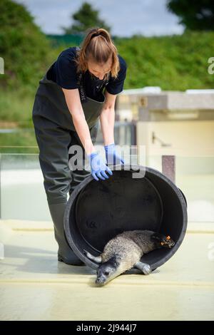 Friedrichskoog, Deutschland. 20.. Mai 2022. Ulrike Meinfelder, Tierärztin und Leiterin der Tierpflege am Seehundschutzgebiet Friedrichskoog, lässt die Robbe Meike nach der Quarantäne des Jungtieres zum ersten Mal in einem der Freibäder des Seehundschutzgebietes. Heuller sind der Name dieser jungen Robben, weil sie am Strand ohne Eltern gefunden werden. Sie werden dann im Seehundreservat Friedrichskoog aufgenommen und erst dann freigelassen, wenn sie 25 Kilogramm erreichen. Quelle: Gregor Fischer/dpa/Alamy Live News Stockfoto