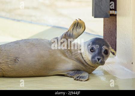 Friedrichskoog, Deutschland. 20.. Mai 2022. Die Robbe Meike liegt zum ersten Mal nach der Quarantäne des Jungtieres an einem der Freibäder der Seehundstation Friedrichskoog. Heuller werden diese jungen Robben genannt, weil sie ohne Eltern am Strand gefunden werden. Sie werden dann im Seehundreservat Friedrichskoog aufgenommen und erst dann freigelassen, wenn sie 25 Kilogramm erreichen. Quelle: Gregor Fischer/dpa/Alamy Live News Stockfoto