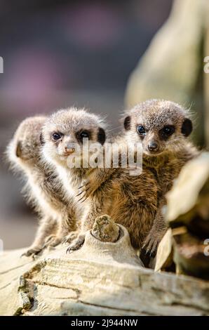 Erdmännchen in ihrem Lebensraum in der Sonne Stockfoto