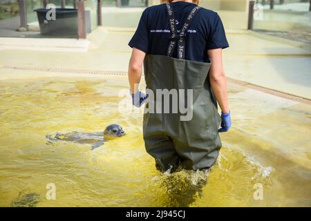 Friedrichskoog, Deutschland. 20.. Mai 2022. Ulrike Meinfelder, Tierärztin und Leiterin der Tierpflege am Seehundschutzgebiet Friedrichskoog, lässt die Robbe Meike nach der Quarantäne des Jungtieres zum ersten Mal in einem der Freibäder des Seehundschutzgebietes. Heuller sind der Name dieser jungen Robben, weil sie am Strand ohne Eltern gefunden werden. Sie werden dann im Seehundreservat Friedrichskoog aufgenommen und erst dann freigelassen, wenn sie 25 Kilogramm erreichen. Quelle: Gregor Fischer/dpa/Alamy Live News Stockfoto