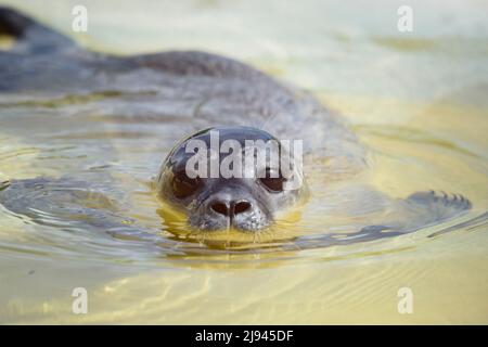 Friedrichskoog, Deutschland. 20.. Mai 2022. Die Robbe Meike schwimmt nach der Quarantäne des Jungtieres erstmals in einem der Freibäder der Seehundstation Friedrichskoog. Heuller werden diese jungen Robben genannt, weil sie ohne Eltern am Strand gefunden werden. Sie werden dann im Seehundreservat Friedrichskoog aufgenommen und erst dann freigelassen, wenn sie 25 Kilogramm erreichen. Quelle: Gregor Fischer/dpa/Alamy Live News Stockfoto