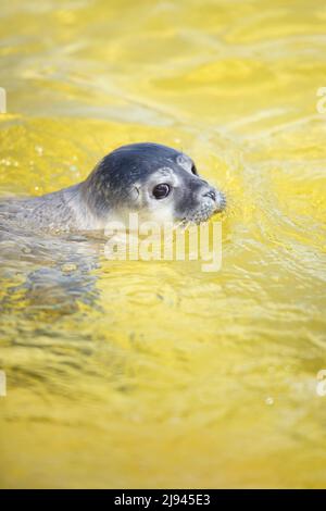 Friedrichskoog, Deutschland. 20.. Mai 2022. Die Robbe Meike schwimmt nach der Quarantäne des Jungtieres erstmals in einem der Freibäder der Seehundstation Friedrichskoog. Heuller werden diese jungen Robben genannt, weil sie ohne Eltern am Strand gefunden werden. Sie werden dann im Seehundreservat Friedrichskoog aufgenommen und erst dann freigelassen, wenn sie 25 Kilogramm erreichen. Quelle: Gregor Fischer/dpa/Alamy Live News Stockfoto