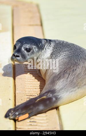 Friedrichskoog, Deutschland. 20.. Mai 2022. Die Robbe Meike liegt zum ersten Mal nach der Quarantäne des Jungtieres an einem der Freibäder der Seehundstation Friedrichskoog. Heuller werden diese jungen Robben genannt, weil sie ohne Eltern am Strand gefunden werden. Sie werden dann im Seehundreservat Friedrichskoog aufgenommen und erst dann freigelassen, wenn sie 25 Kilogramm erreichen. Quelle: Gregor Fischer/dpa/Alamy Live News Stockfoto