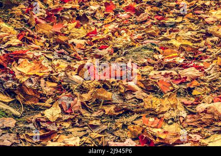 Vollbildaufnahme von bunten Blättern im Herbst auf dem Boden, Tapete Stockfoto