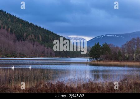 Zwei Schwäne auf Loch Pityoulish, Cairngorms, Schottland, Großbritannien Stockfoto