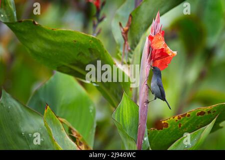 Hochglanz-Blütenpiercer, Diglossa lafresnayii, schwarzer Vogel mit gebogenem Schnabel-Sittin auf der orangen Blume. Exotisches Tier aus Costa Rica. Vogel mit rotem Fluss Stockfoto