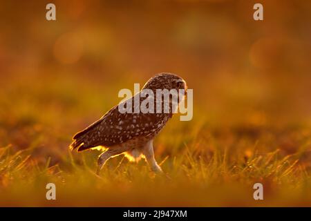 Brasilien Tierwelt, Sonnenuntergang mit Eule. Eingrabende Eule, Athene cunicularia, Nachtvögel mit schönem Abendlicht, Tier im Naturlebensraum, Mato G Stockfoto