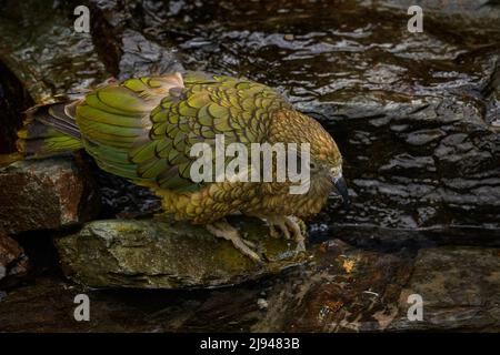 Kea Papagei trinken Flusswasser, Nestor notabilis, grüner Vogel im Naturlebensraum, Berg in Neuseeland. Kea sititng auf dem Baumstamm, Wildtiere Stockfoto