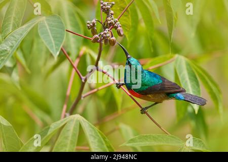 Wildtiere Uganda. Mariqua Sunbird, Cinnyris mariquensis, Vogel in der grünen Vegetation, Uganda. Afrika-Sonnenvögel, die auf dem Ast sitzen. Grün, gelb, re Stockfoto