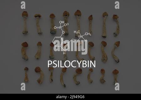 Psilocybin-Formel auf dem Hintergrund mit getrockneten Psilocybin-Pilzen Psilocybe cubensis, Muster auf weißem Hintergrund. Stockfoto