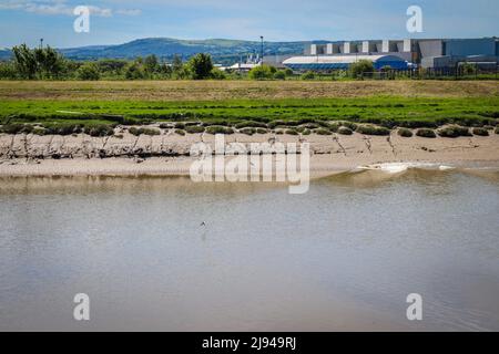 Die Flut kommt auf dem Fluss Dee, Deeside, Nordwales Stockfoto