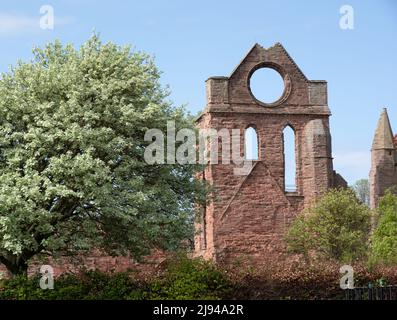 Arbroath Abbey das südliche Querschiff und das runde Fenster dienen als Führer für Seeleute Stockfoto