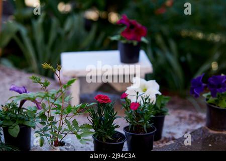 Blumentöpfe und Gartengeräte umgeben von Pflanzen. Gartenarbeit, Frühlingsgarten, Liebe zu Pflanzen und Pflege. Kleines Unternehmen. Blumenladen, Blumentopf, Garten, Gartenarbeit Cottage Kern Botanik Ästhetik. Stockfoto