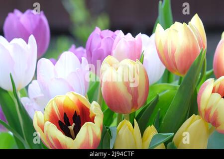 Mehrfarbige Tulpenblüten, Nahaufnahme, selektiver Fokus. Unschärfe-Effekte im Naturhintergrund. Tulpenbouquet mit verschiedenen pastellfarbenen Blumen. . Hochwertiges Foto Stockfoto