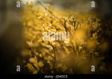 Am Abend wachsen auf dünnen Zweigen des Busches schöne kleine Blätter. Pflanzen. Foto der Natur. Stockfoto