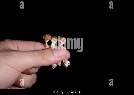 Psilocybin-Pilze in der Hand des Mannes isoliert auf schwarzem Hintergrund. Psychedelische Zauberreise. Getrocknete essbare Pilze Golden Teacher. Medizinische Verwendung. Microdo Stockfoto