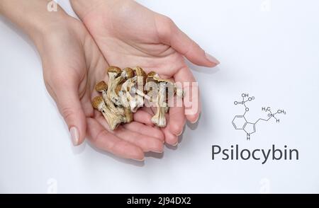 Psilocybin-Pilze in den Händen auf weißem Hintergrund mit chemischer Formel. Psychotrop. Therapie. Stockfoto