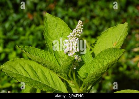 Nahaufnahme blühender indischer Pokeweed (Phintolacca acinosa), Familie Phytolaccaceae. Frühling, Mai, holländischer Garten. Stockfoto