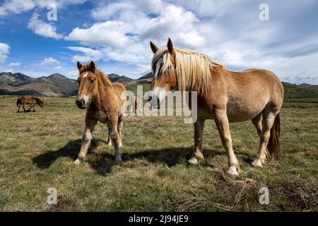 Schöne Exemplare von Pferden aus den Pyrenäen. Frei grasen auf der Wiese. Säugetiere von großer Größe und hellbraunem Fell. Stockfoto