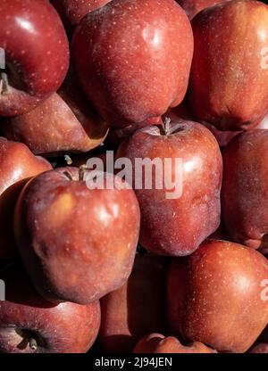 Zahlreiche rote Äpfel in der Sonne. Reife süße Früchte. Essen für Vegetarier und Veganer. Stockfoto