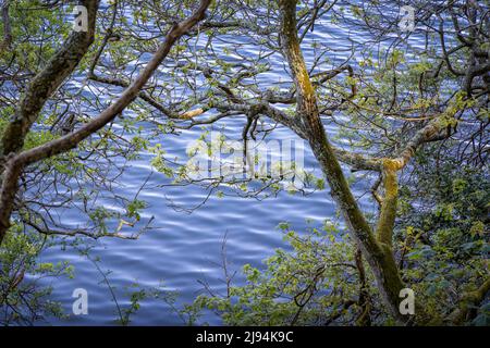 Penrose in der Nähe von Helston in Cornwall. Bilddatum: Donnerstag, 5. Mai 2022. Stockfoto