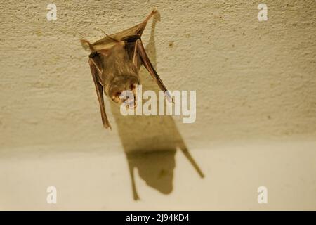 Trident-Fledermaus oder Trident-Blattnase-Fledermaus (Asellia tridens) Stockfoto