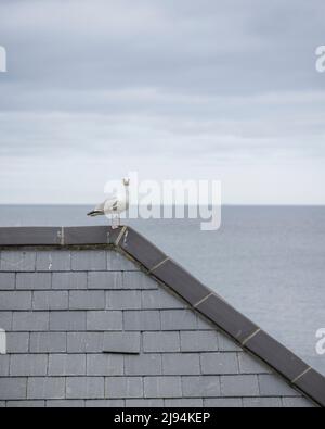 Coverack auf der Halbinsel Lizard in Cornwall. Bilddatum: Freitag, 6. Mai 2022. Foto von Christopher Ison © Stockfoto